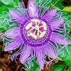 Purple Passion Flower Diamond Painting