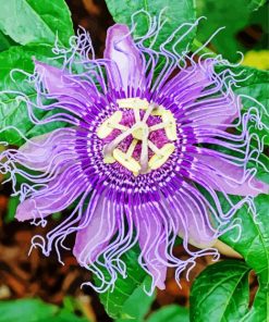 Purple Passion Flower Diamond Painting