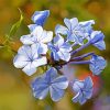 Purple Plumbago Flowers Diamond Painting