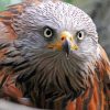 Red Kite Bird Head Diamond Painting