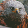 Red Kite Bird Head Diamond Painting