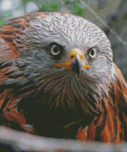 Red Kite Bird Head Diamond Painting