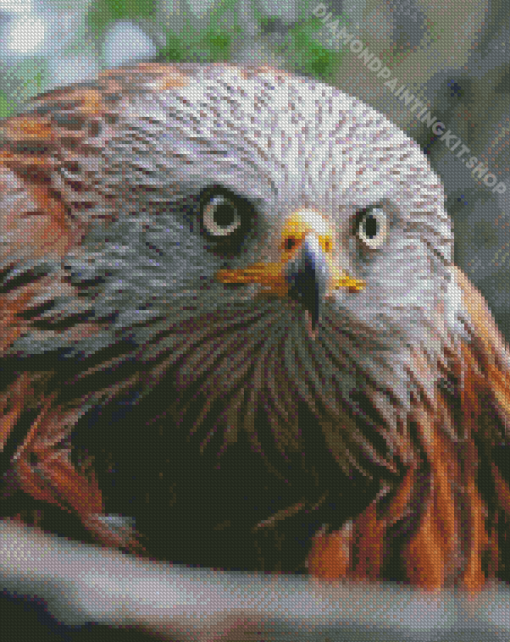 Red Kite Bird Head Diamond Painting