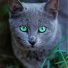 Russian Blue Cat Pet Diamond Painting