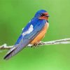 Swallow On Branch Diamond Painting