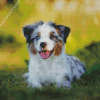 Toy Aussie Dog Diamond Painting