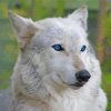 White Wolf With Blue Eyes Diamond Painting