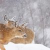 Winter Deers Diamond Painting