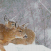 Winter Deers Diamond Painting