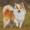 Adorable Icelandic Sheepdog Diamond Painting