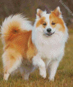 Adorable Icelandic Sheepdog Diamond Painting