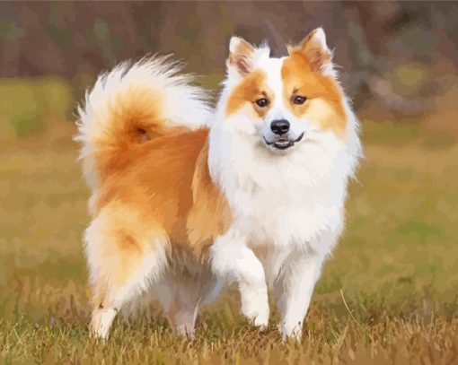 Adorable Icelandic Sheepdog Diamond Painting