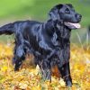 Aesthetic Flat Coated Retriever Diamond Painting