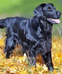 Aesthetic Flat Coated Retriever Diamond Painting