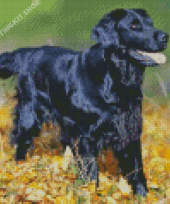 Aesthetic Flat Coated Retriever Diamond Painting