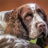 Aesthetic Springer Spaniel Diamond Painting