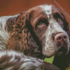 Aesthetic Springer Spaniel Diamond Painting