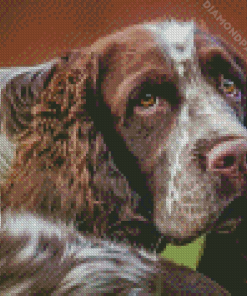 Aesthetic Springer Spaniel Diamond Painting