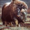 Aesthetic Muskox Diamond Painting