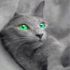 Beautiful Russian Blue Cat Diamond Painting