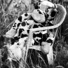 Black And White Cow On Chair Diamond Painting