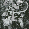 Black And White Cow On Chair Diamond Painting