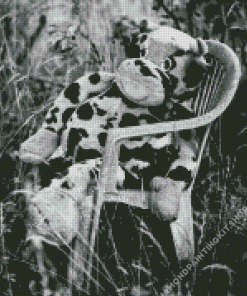 Black And White Cow On Chair Diamond Painting