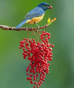 Colorful Singing Bird Diamond Painting