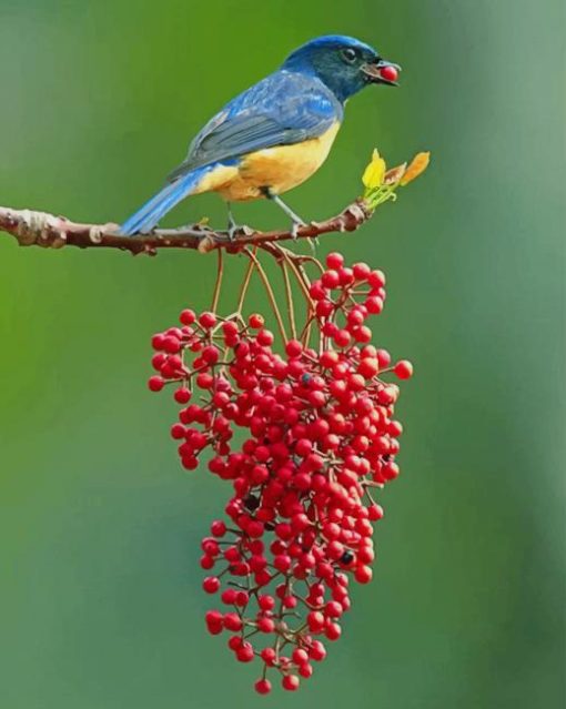 Colorful Singing Bird Diamond Painting