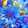 Cute Corn Flowers Diamond Painting