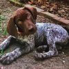 Cute German Shorthaired Dog Diamond Painting