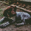 Cute German Shorthaired Dog Diamond Painting