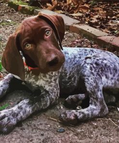 Cute German Shorthaired Dog Diamond Painting