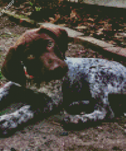 Cute German Shorthaired Dog Diamond Painting