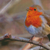 Cute Robin Diamond Painting