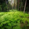 Ferns In Forest Diamond Painting