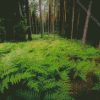 Ferns In Forest Diamond Painting