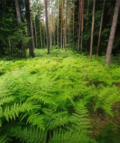 Ferns In Forest Diamond Painting