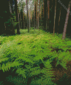 Ferns In Forest Diamond Painting