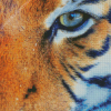 Green Tiger Eyes Diamond Painting