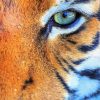 Green Tiger Eyes Diamond Painting