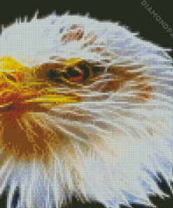 Abstract Head Eagle Diamond Painting