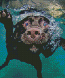 Black Dog In Water Diamond Painting