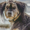 Wirehaired Puppy Diamond Painting