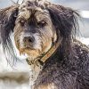 Wirehaired Puppy Diamond Painting