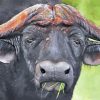 Muskox Face Diamond Painting