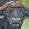 Muskox Face Diamond Painting