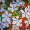 Plumbago Flowers Diamond Painting