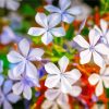 Plumbago Flowers Diamond Painting