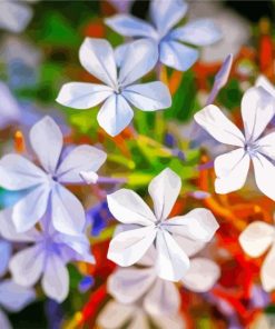 Plumbago Flowers Diamond Painting